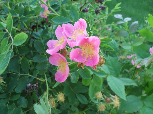 The wild prairie rose