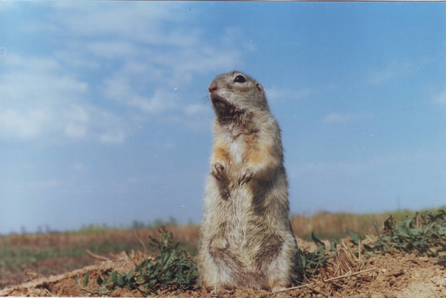 The speckled ground squirrel is a native of the east Ukrainian steppes.
