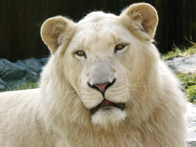 White lions owe their colouring to a recessive allele
