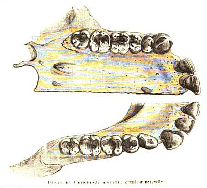 Upper and lower dentition of a chimpanzee