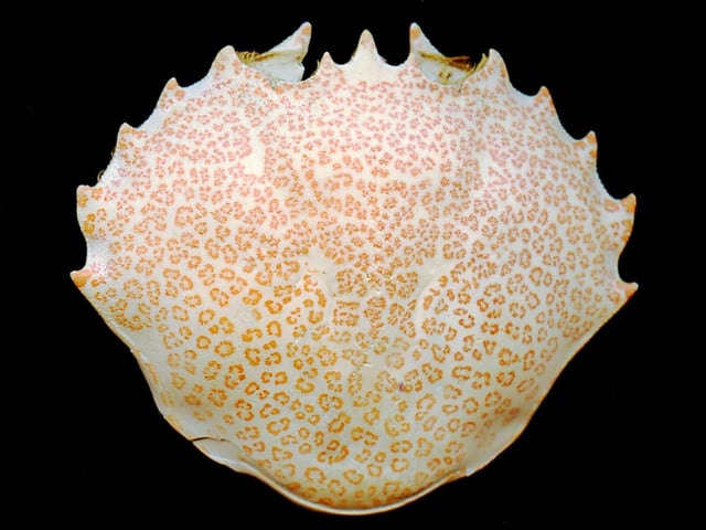 A shed carapace of a lady crab, part of the hard exoskeleton