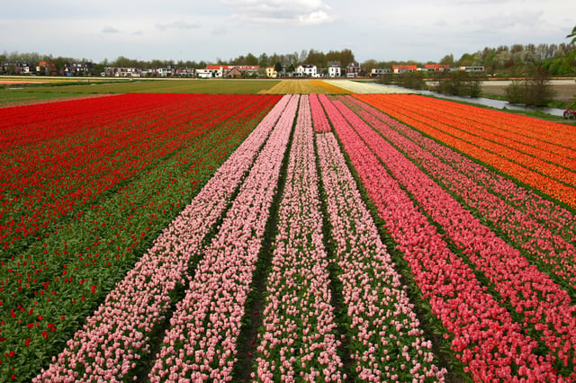 Tulip cultivation in the Netherlands