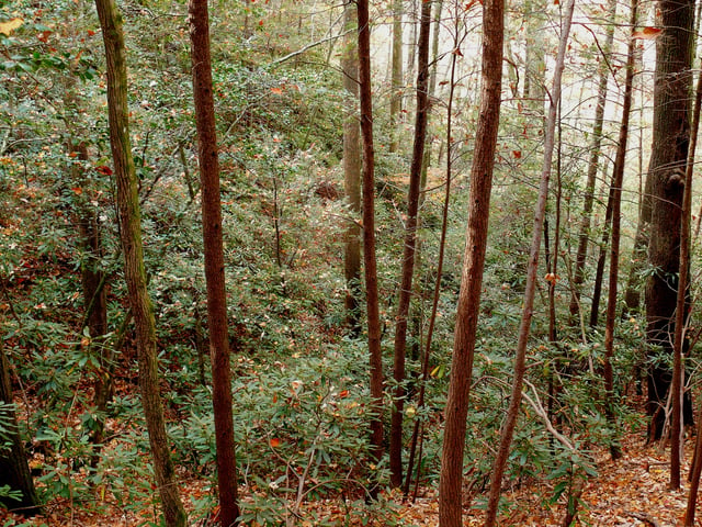 Great laurel thicket in the Pisgah National Forest