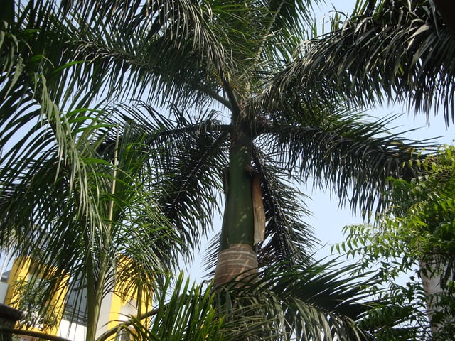 Two Roystonea regia specimens in Kolkata, India, note the characteristic crownshaft and apex shoot or 'spear'