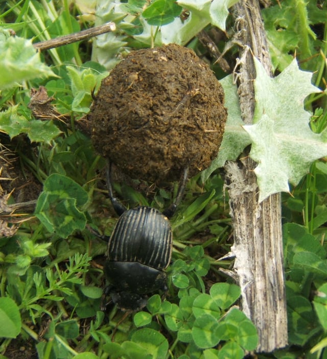 A dung beetle rolling dung