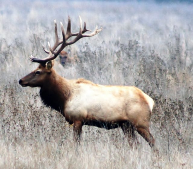 Tule elk roam the Diablo Range and are often seen on Coyote Ridge