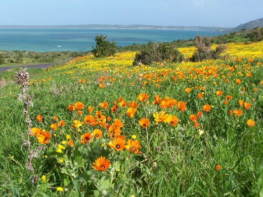 Flowers in the West Coast National Park