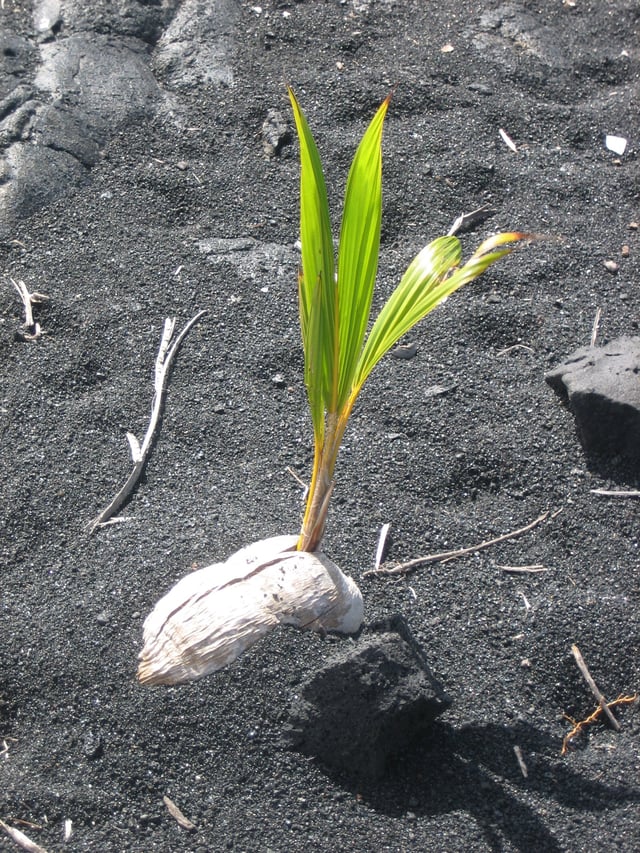 Coconut germinating on Punaluʻu Beach on the island of Hawaiʻi.