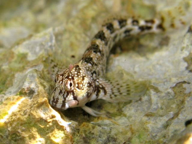 Coryphoblennius galerita Croatia