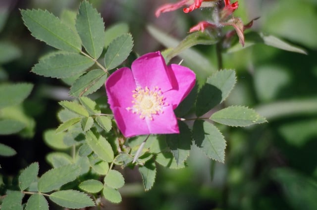 The wild rose is the provincial flower of Alberta