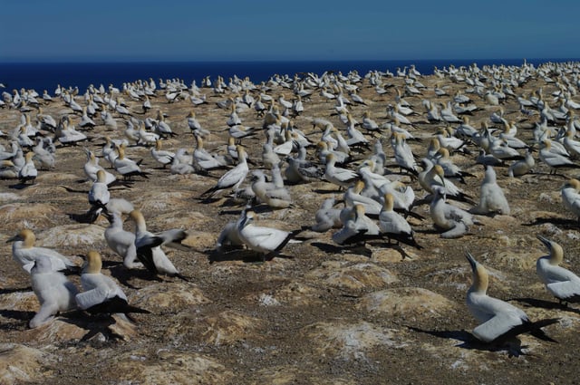 Gannet colony on Cape Kidnappers