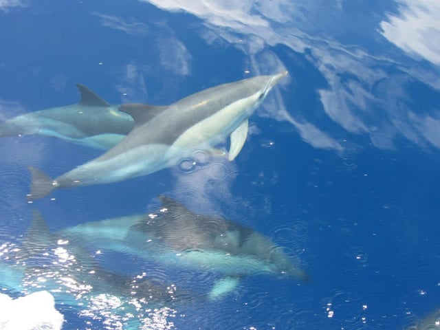 A species of common dolphins seen during one of whale watching tours.