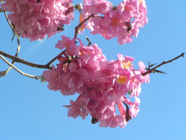 Inflorescences