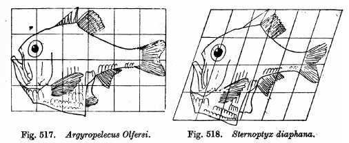 Thompson illustrated the transformation of Argyropelecus olfersi into Sternoptyx diaphana by applying a 20° shear mapping.