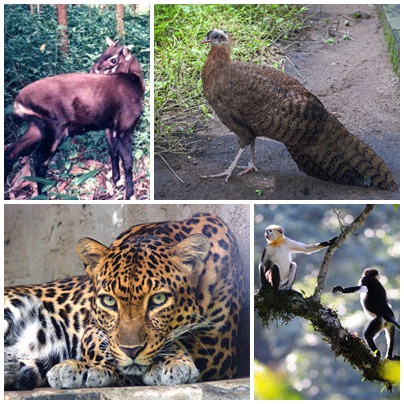 Native species in Vietnam, clockwise from top-right: crested argus, a peafowl, red-shanked douc, Indochinese leopard, saola.