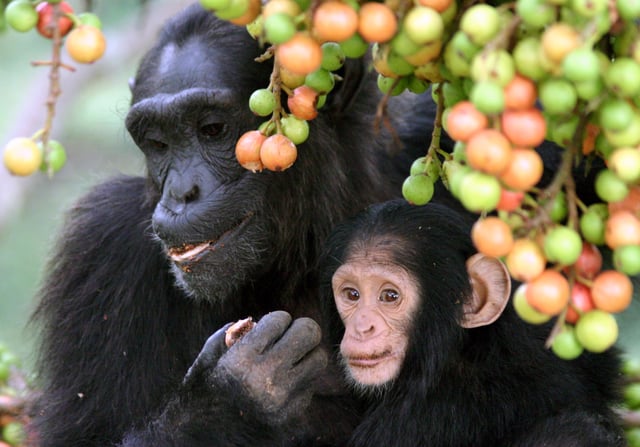 A mother with young eating Ficus fruit in Kibale National Park, Uganda