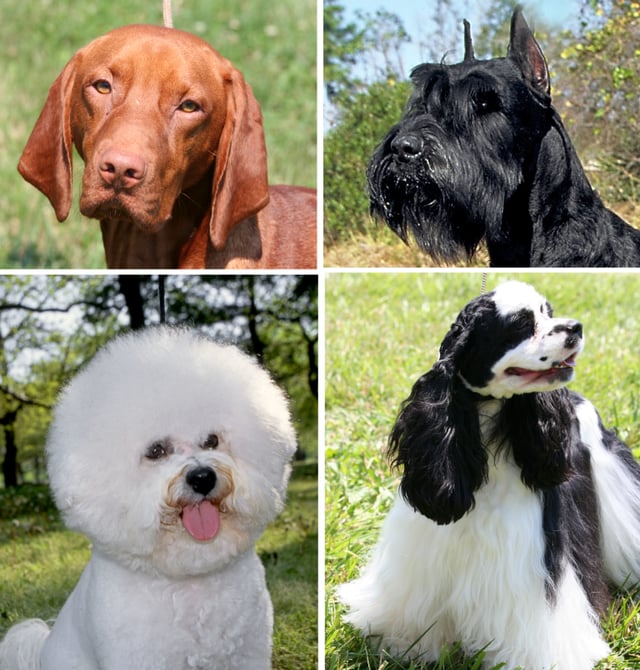 Dogs display a wide variation on coat type, density, length, color, and composition
