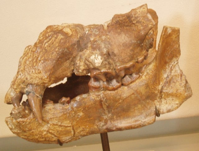 Plithocyon armagnacensis skull, a member of the extinct subfamily Hemicyoninae from the Miocene