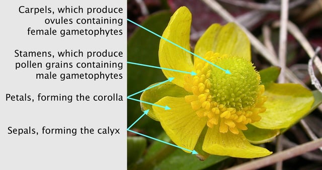 Main parts of a mature flower (Ranunculus glaberrimus).