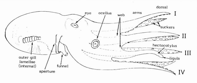 Diagram of octopus from side, with gills, funnel, eye, ocellus (eyespot), web, arms, suckers, hectocotylus and ligula labelled.
