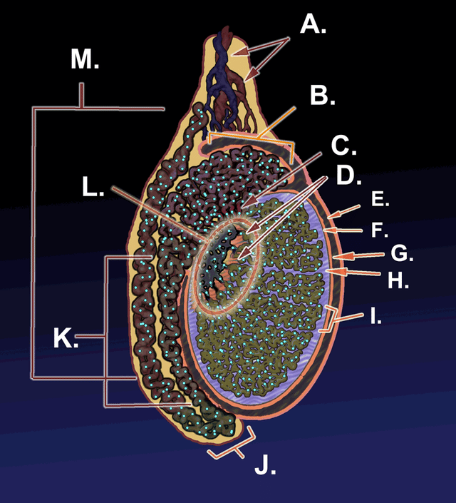 Animation of the migration of spermatozoa from their origin as germ cells to their exit from the vas deferens.  A.) Blood vessels; B.) Head of epididymis; C.) Efferent ductules; D.) Seminiferous tubules; E.) Parietal lamina of tunica vaginalis; F.) Visceral lamina of tunica vaginalis; G.) Cavity of tunica vaginalis; H.) Tunica albuginea; I.) Lobule of testis; J.) Tail of epididymis; K.) Body of epididymis; L.) Mediastinum; M.) Vas deferens.