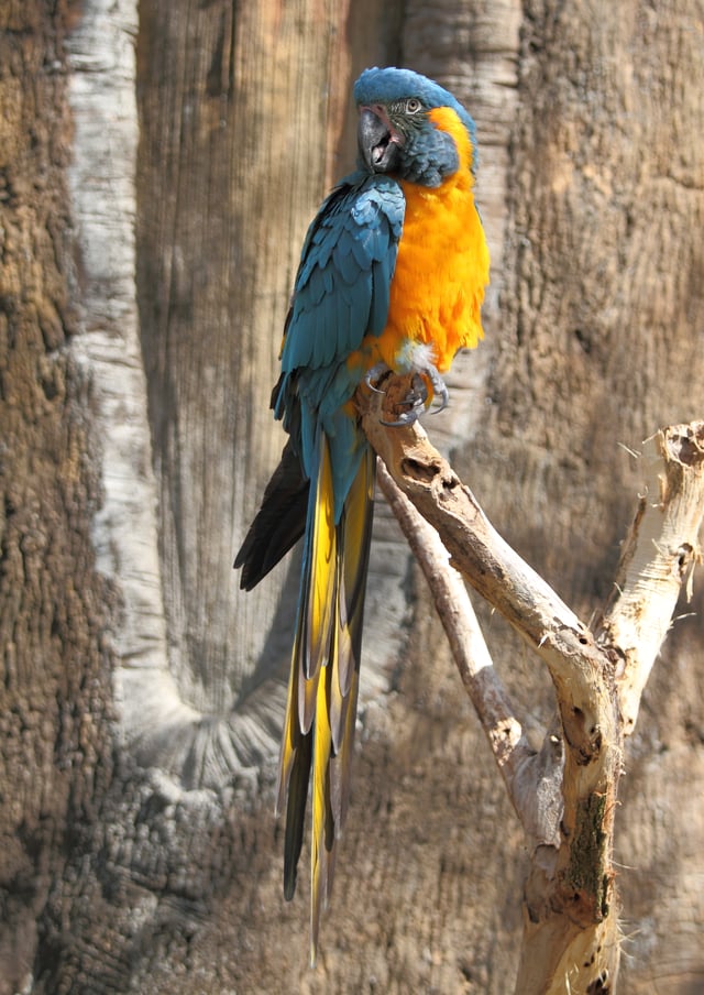 Blue-throated macaw, an endangered species