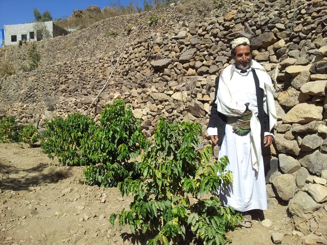 A coffee plantation in North Yemen