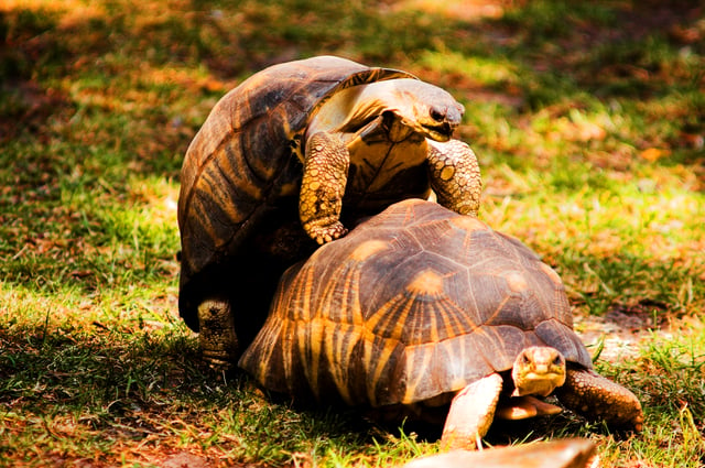An example of mounting behavior in turtles