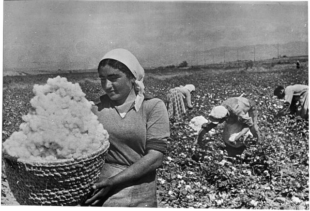 Picking cotton in Armenia in the 1930s