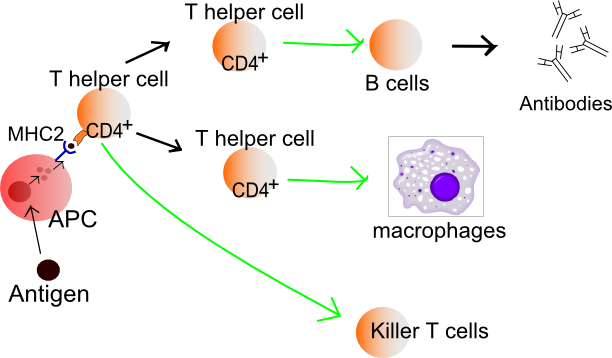 Function of T helper cells: Antigen-presenting cells (APCs) present antigen on their Class II MHC molecules (MHC2). Helper T cells recognize these, with the help of their expression of CD4 co-receptor (CD4+). The activation of a resting helper T cell causes it to release cytokines and other stimulatory signals (green arrows) that stimulate the activity of macrophages, killer T cells and B cells, the latter producing antibodies. The stimulation of B cells and macrophages succeeds a proliferation of T helper cells.