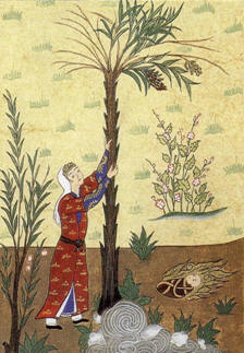 Mary shaking the palm tree for dates