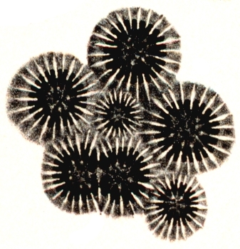 Basal plates (calices) of Orbicella annularis