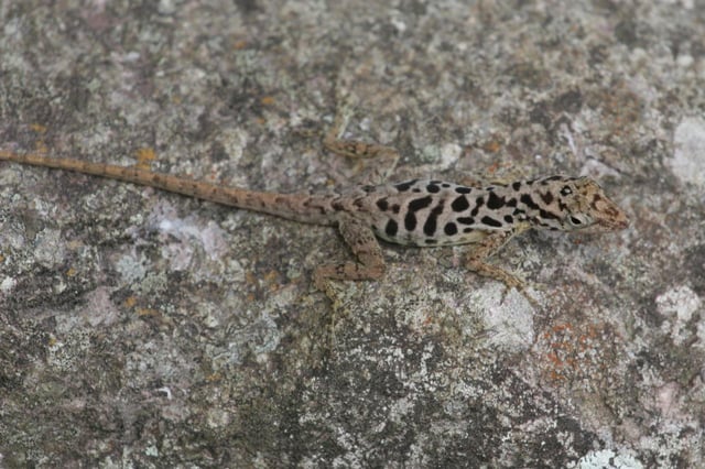 The Saban anole is endemic to the island
