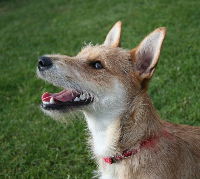 Mixed-breed dogs such as this terrier have been found to run faster and live longer than their pure-bred parents (see Heterosis).