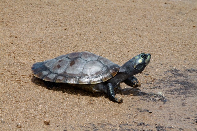 The Arrau turtle has a sizable vocal repertoire.