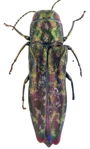 Agrilus connexus holotype.