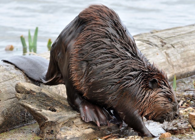 A North American beaver shortly after leaving the water.