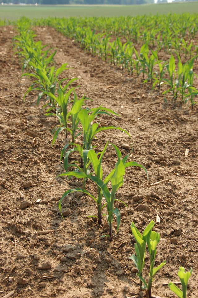 Young stalks