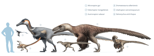 Artist's impression of six dromaeosaurid theropods: from left to right Microraptor, Velociraptor, Austroraptor, Dromaeosaurus, Utahraptor, and Deinonychus