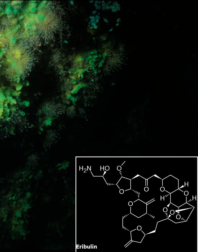 Halichondria produces the eribulin precursor halichondrin B