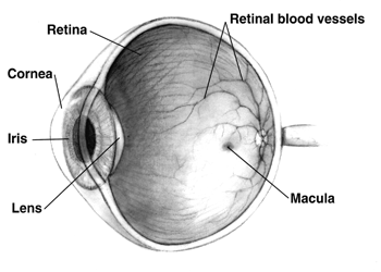Human eye cross-sectional view