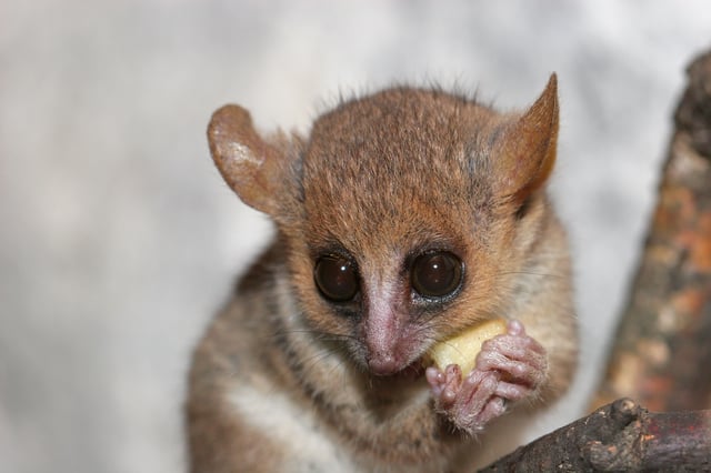 A mouse lemur holds a cut piece of fruit in its hands and eats