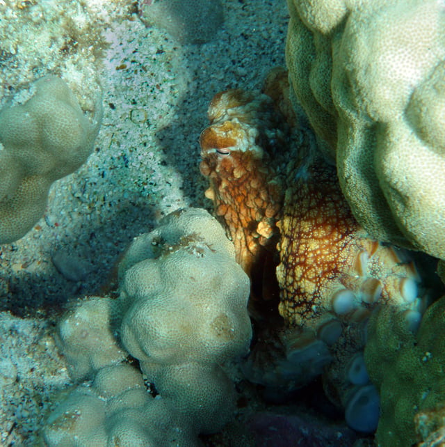 Octopus cyanea in Kona, Hawaii