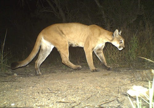 A camera trap image of a cougar in Saguaro National Park, Arizona