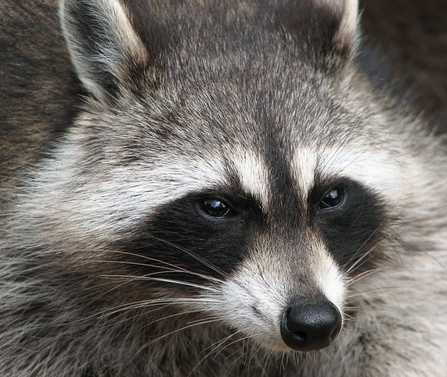 The mask of a raccoon is often interrupted by a brown-black streak that extends from forehead to nose.