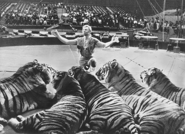 Publicity photo of animal trainer Gunther Gebel-Williams with several of his trained tigers, promoting him as "superstar" of the Ringling Brothers and Barnum and Bailey Circus circa 1969.