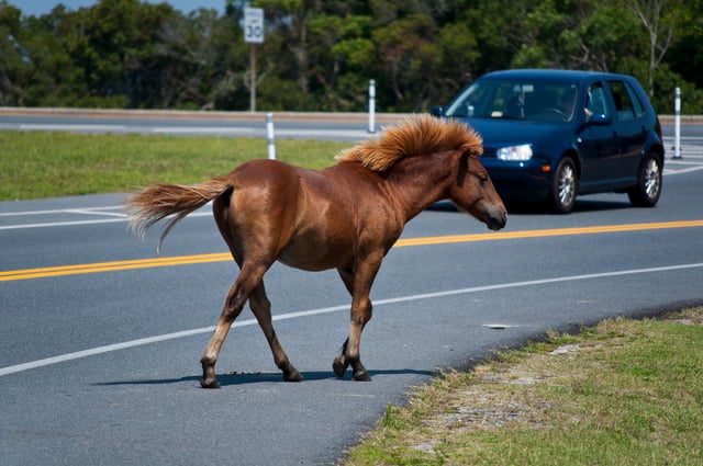On Maryland's Atlantic coastal islands: A feral Chincoteague Pony on Assateague