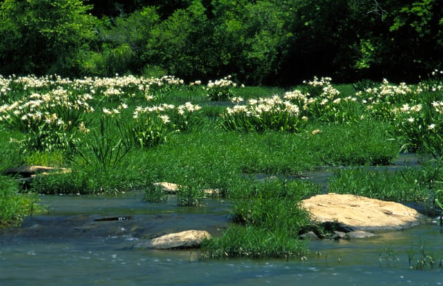 A stand of Cahaba lilies (Hymenocallis coronaria) in the Cahaba River, within the Cahaba River National Wildlife Refuge