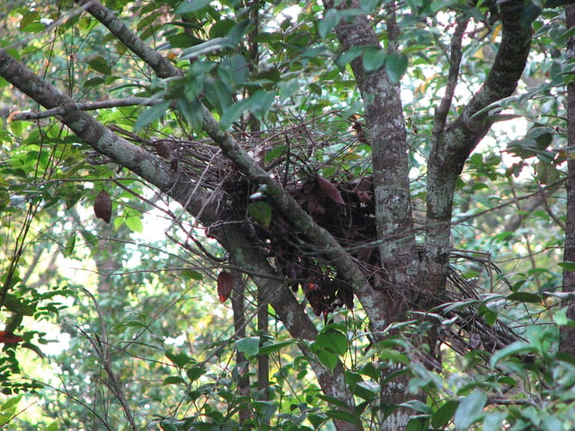 Gorilla night nest constructed in a tree