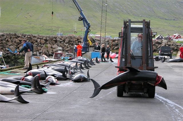 An Atlantic white-sided dlphin caught in a drive hunt in Hvalba on the Faroe Islands being taken away with a forklift.